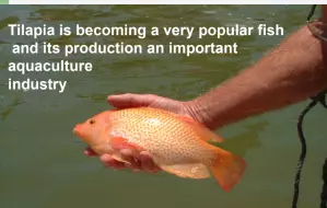 Biofloc fish farming book 5