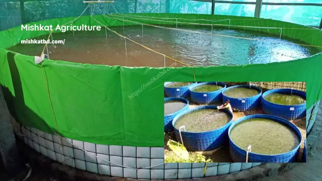 Biofloc fish farming opportunity