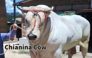 Chianina Cow