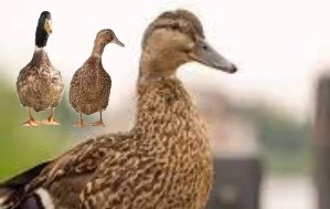 জিনডিং জাতের হাঁস (jinding duck)