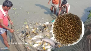 Fish feed preparation