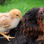 Poultry farm training opportunities