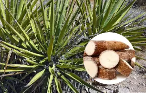 ইউকা (yucca schidigera) কিভাবে অ্যামোনিয়ার মাত্রা কমাতে সাহায্য করে